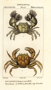 Hemigrapsus penicillatus och Potamon fluviatile av Corsi Corsi