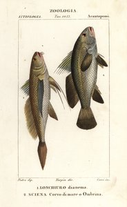 Långstjärtskräpare, Lonchurus lanceolatus 1 och mager, kräkare, stenbas, shadefish, Argyrosomus regius 2 av Corsi Corsi