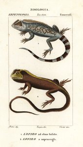 Lyreshead ödla, Lyriocephalus scutatus 1 och dyködla eller mophead leguan, Uranoscodon superciliosus 2 av Corsi Corsi