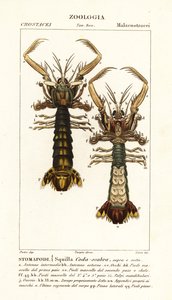 Mantisräka, Lysiosquilla scabricauda av Corsi Corsi