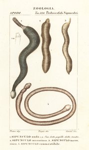 Jordnötsmaskar, Sipunculus nudus 1, Siphonosoma cumanense 4, etc. av Corsi Corsi