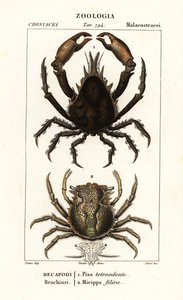 Pisa tetraodon och Micippa philyra av Corsi Corsi