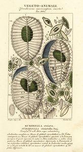 Plankton, Surirella striatula, Surirella striata av Corsi Corsi