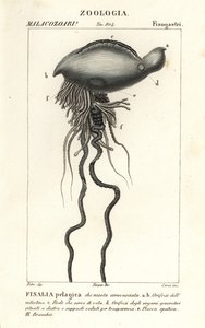Portugisisk man o