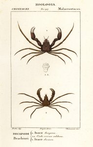 Scorpion spindel krabba och Leachs spindel krabba av Corsi Corsi