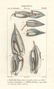 Siphonophores, Diphyes dispar, Diphyes boryi, Difie del Bory av Corsi Corsi