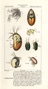 Arter av ostracods av Corsi Corsi
