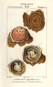 Spherulites agariciformis av Corsi Corsi