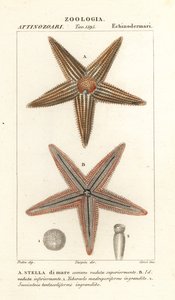 Sjöstjärna eller sjöstjärna, Asterias rubens av Corsi Corsi