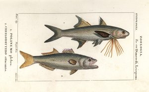 Randig trådfena och blåfisk av Corsi Corsi