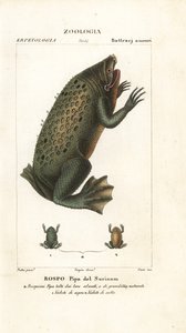 Surinam padda, Pipa pipa
