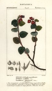 Tebär, Gaultheria domingensis av Corsi Corsi