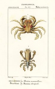 Tigerkrabba och grodkrabba