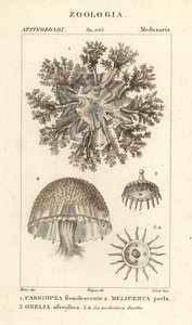 Upp och ner maneter, Cassiopea frondosa 1, Melicertum art 2 och obelia polyp 3 av Corsi Corsi