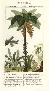 Västindisk trädfern, Cyathea arborea, vinormbunke, Microgramma piloselloides 2, graciös ormbunke, Niphidium crassifolium 3, grov tofsfern, Huperzia phlegmaria 4, staghorn clubmoss, Lycopodiella cernua 5, vatten åkerfräken av Corsi Corsi