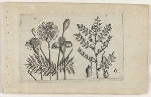 Tagetes och kikärter Cognoscite lilia (serietitel) av Crispijn van de Passe (I) (attributed to)