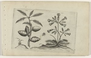 Amandelboom en gulden nyckelbloem Know the Lilies (serietitel) av Crispijn van de Passe (I) (attributed to)