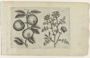 Äppel och hundros Cognoscite lilia (serietitel) av Crispijn van de Passe (I) (attributed to)