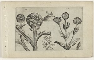 Artisjok en prikneus Know the Lilies (serietitel) av Crispijn van de Passe (I) (attributed to)