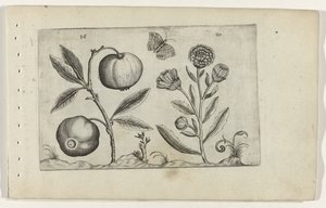 Assyrische appel en goudsbloem Know the Lilies (serietitel) av Crispijn van de Passe (I) (attributed to)