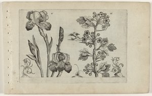 Bardiris och coralmeidoorn Cognoscite Lily (serietitel) av Crispijn van de Passe (I) (attributed to)