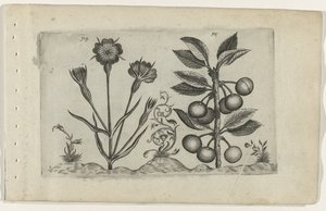 Bolderik en zure kers Know the Lilies (serietitel) av Crispijn van de Passe (I) (attributed to)