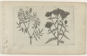 Boswikke en tuizendblad Know the Lilies (serietitel) av Crispijn van de Passe (I) (attributed to)