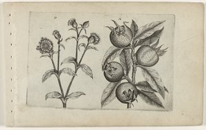 Daggökblomma och mispel Cognoscite lilia (serietitel) av Crispijn van de Passe (I) (attributed to)