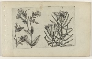 カッコウの花とライ麦のユリ Cognoscite lilia (シリーズタイトル)スウェーデン語