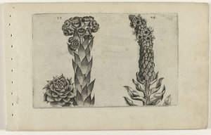 Thunderblade och mullein Cognoscite lilia (serietitel) av Crispijn van de Passe (I) (attributed to)