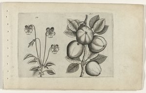 Trefärgad viol och äpple Cognoscite lilia (serietitel) av Crispijn van de Passe (I) (attributed to)