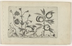Dubbele akelei en appel Know the Lilies (serietitel) av Crispijn van de Passe (I) (attributed to)