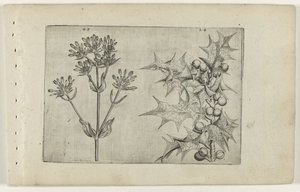 Centaury(?) och Holly Cognoscite lilia (serietitel) av Crispijn van de Passe (I) (attributed to)