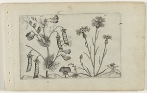 Erwt en korenbloem Know the Lilies (serietitel) av Crispijn van de Passe (I) (attributed to)