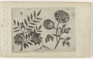 Du är en roos Know the Lilies (serietitel)