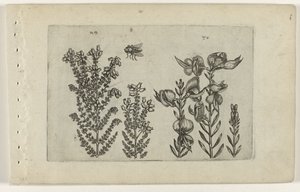 Vanlig ljung och kvastbuske Cognoscite lilia (serietitel) av Crispijn van de Passe (I) (attributed to)