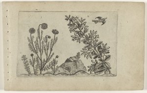 Gewone kamille en zuurbes Know the Lilies (serietitel) av Crispijn van de Passe (I) (attributed to)