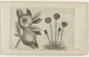 Granaatappel en Engelsk gras Know the Lilies (serietitel) av Crispijn van de Passe (I) (attributed to)