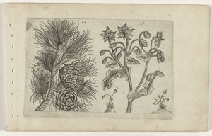 Grove den en bernagie Know the Lilies (serietitel) av Crispijn van de Passe (I) (attributed to)