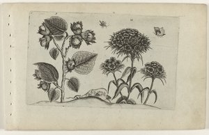 Hazel och Sweet William Cognoscite lilia (serietitel) av Crispijn van de Passe (I) (attributed to)