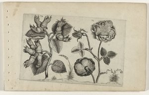 Hazelaar i rosor Cognoscite Lily (serietitel) av Crispijn van de Passe (I) (attributed to)