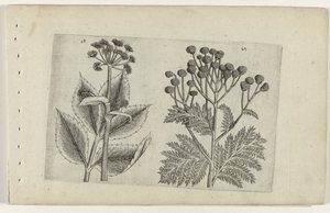 Hertswortel en boerenwormkruid Know the Lilies (serietitel) av Crispijn van de Passe (I) (attributed to)
