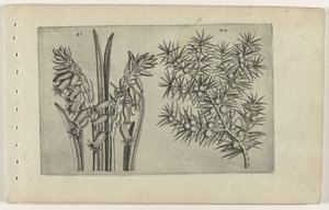 Hyacint och jenerbes Know the Lilies (serietitel) av Crispijn van de Passe (I) (attributed to)