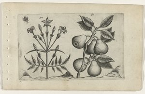 Jasmin och päron Cognoscite lilia (serietitel) av Crispijn van de Passe (I) (attributed to)