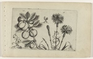 Kerspruit en trädgårdanjer Know the Lilies (serietitel) av Crispijn van de Passe (I) (attributed to)