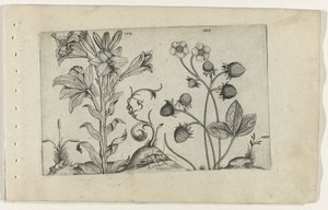 Madonnalelie en jordbei Know the Lilies (serietitel) av Crispijn van de Passe (I) (attributed to)