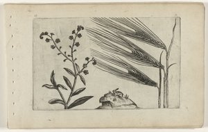 Träsk förgätmigej och korn Cognoscite lilia (serietitel) av Crispijn van de Passe (I) (attributed to)