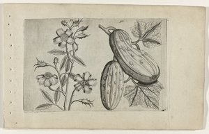 Muskusroos en kommer Know the Lilies (serietitel) av Crispijn van de Passe (I) (attributed to)