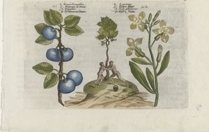 Pruim en muurbloem Pruna Damasena / Leucojum (titel på objekt) Know the Lilies (serietitel) av Crispijn van de Passe (I) (attributed to)