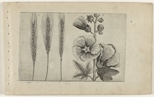 Rogge en stokroos Know the Lilies (serietitel) av Crispijn van de Passe (I) (attributed to)